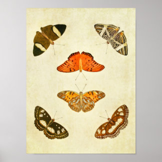 Vintage Butterfly Print 212
