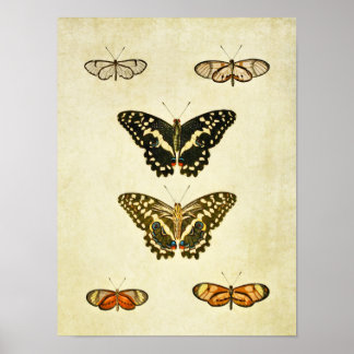 Vintage Butterfly Print 231
