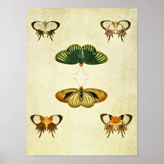 Vintage Butterfly Print 244