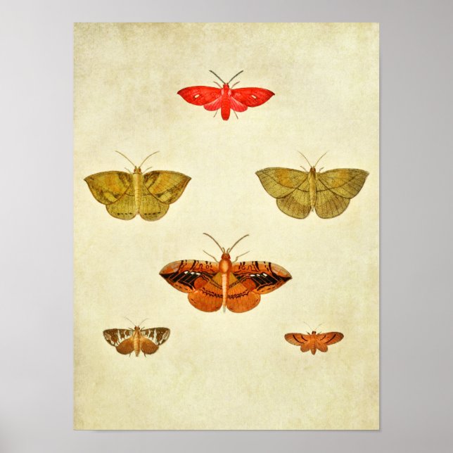 Vintage Butterfly Print 252 (Front)