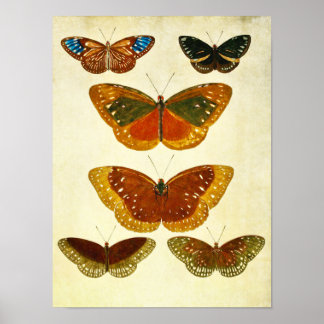 Vintage Butterfly Print 266