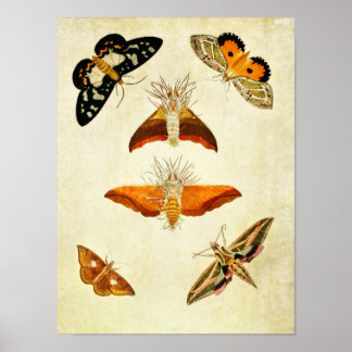 Vintage Butterfly Print 267