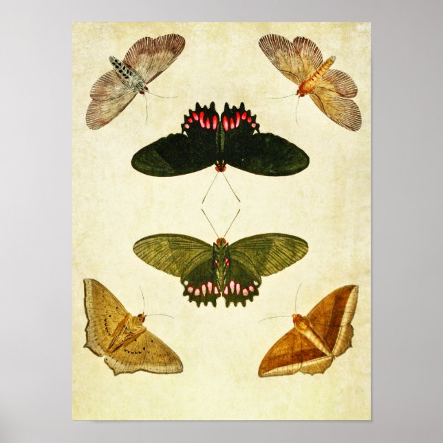 Vintage Butterfly Print 269 (Front)