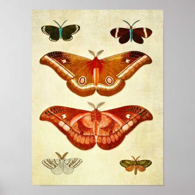 Vintage Butterfly Print 322 (Front)
