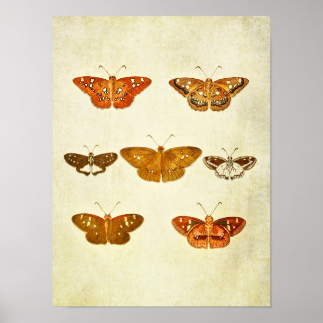 Vintage Butterfly Print 342 (Front)