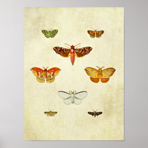 Vintage Butterfly Print 355