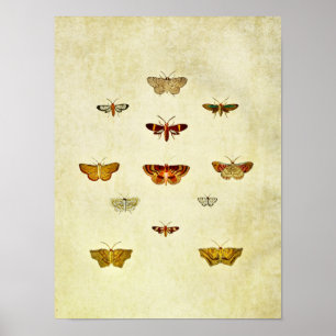 Vintage Butterfly Print 357