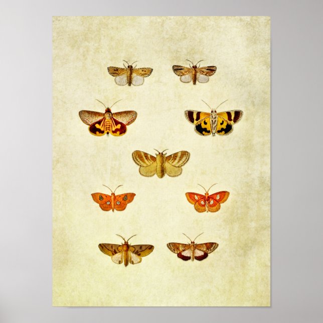 Vintage Butterfly Print 358 (Front)