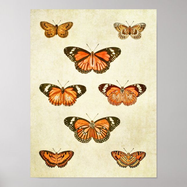 Vintage Butterfly Print 375 (Front)