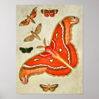 Vintage Butterfly Print 381