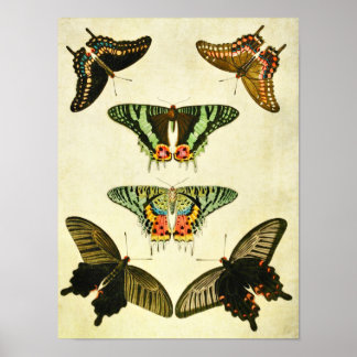 Vintage Butterfly Print 385
