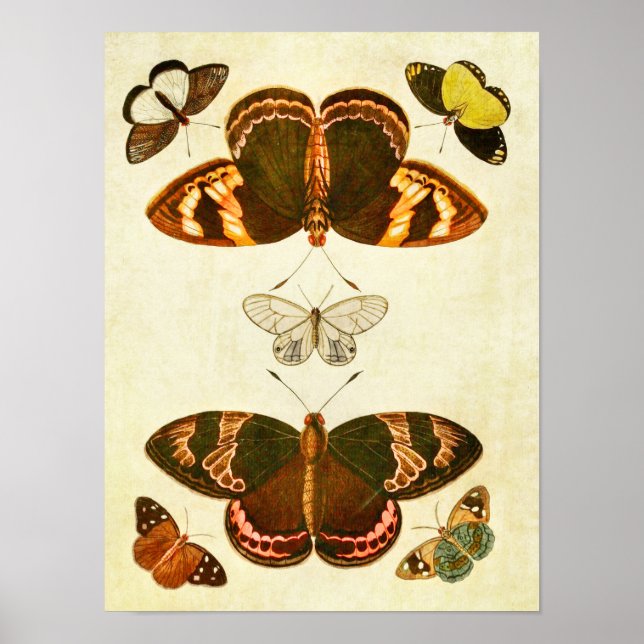 Vintage Butterfly Print 387 (Front)