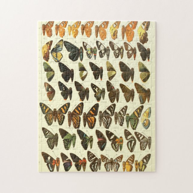 Vintage Butterfly Species Diagram Jigsaw Puzzle (Vertical)