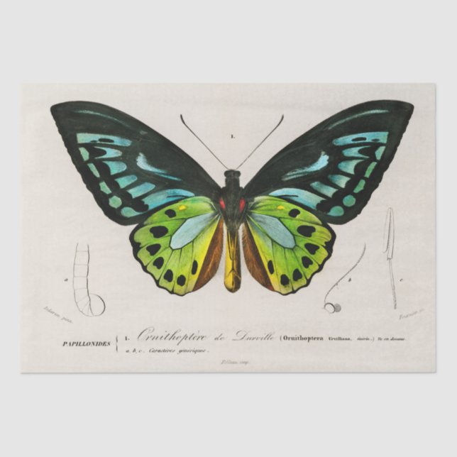Vintage Butterfly Specimen Print Tissue Paper (Front)