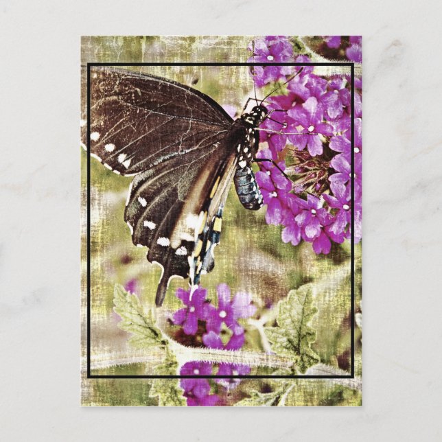 Vintage Butterfly with Flower Postcard (Front)