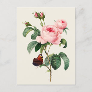 Vintage Cabbage Rose Botanical Illustration Postcard