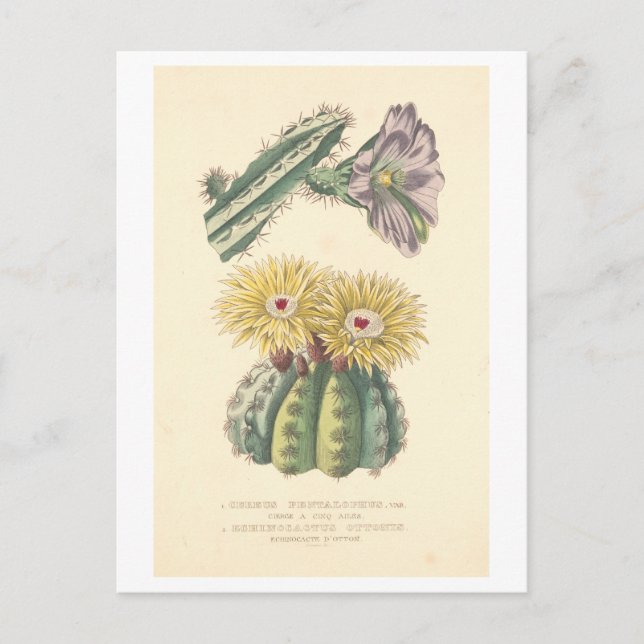 Vintage Cactus Botanical Illustration Postcard (Front)