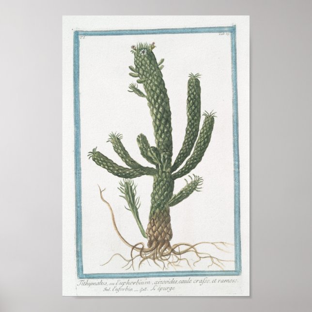 Vintage Cactus Botanical Poster Art (8" x 12") (Front)
