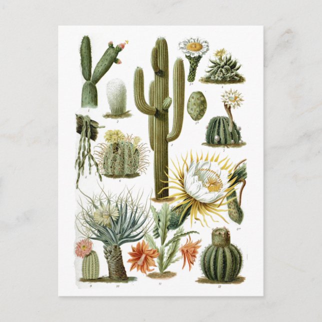 Vintage Cactus Chart Postcard (Front)