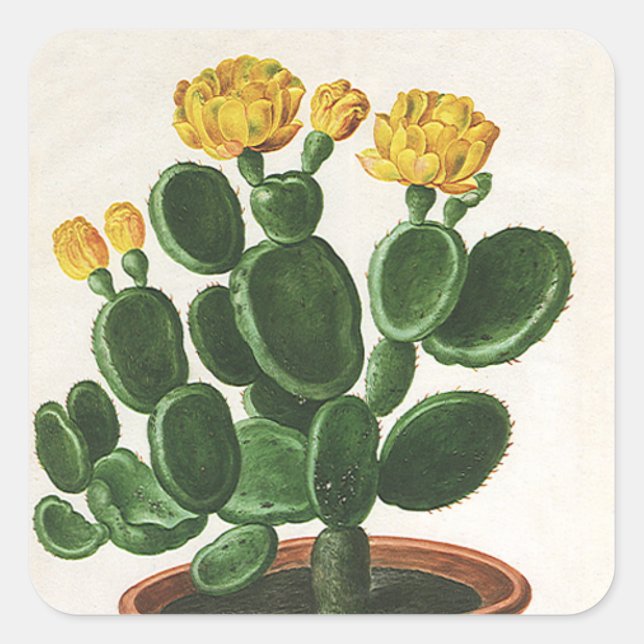 Vintage Cactus Flowers, Succulent Cacti Plants Square Sticker (Front)