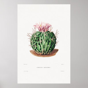Vintage Cactus Illustration Poster