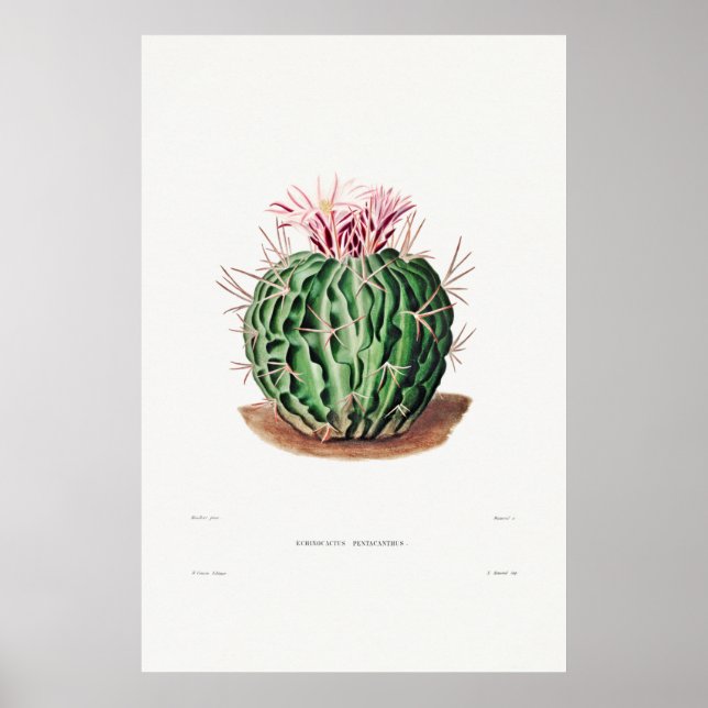 Vintage Cactus Illustration Poster (Front)