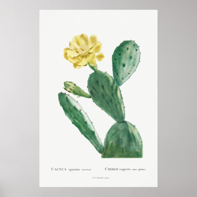 Vintage Cactus Illustration Poster (Front)