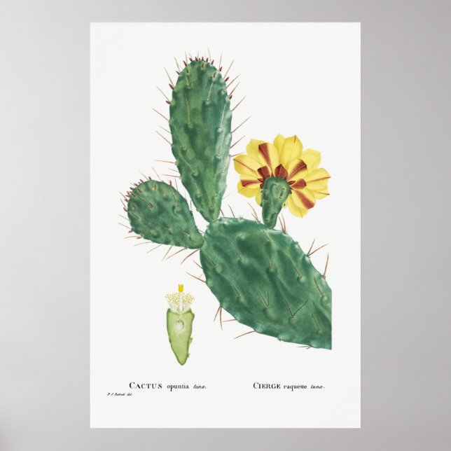 Vintage Cactus Illustration Poster (Front)