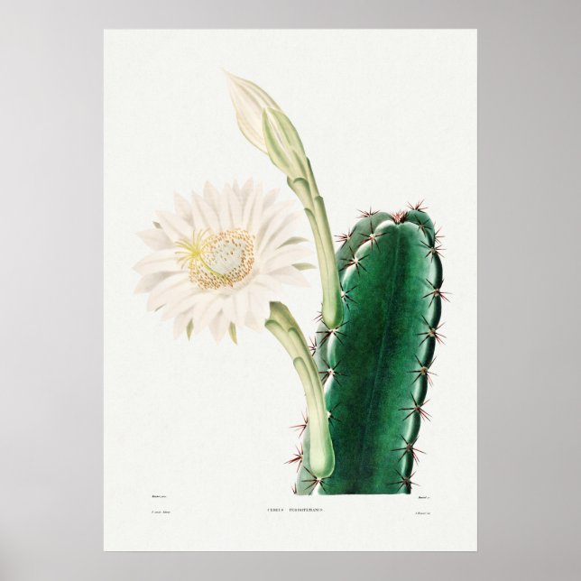 Vintage Cactus Illustration Poster (Front)