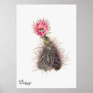Vintage Cactus Illustration Poster