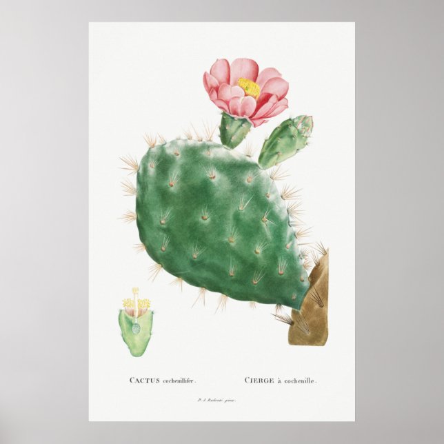 Vintage Cactus Illustration Poster (Front)