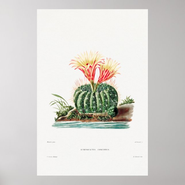 Vintage Cactus Illustration Poster (Front)