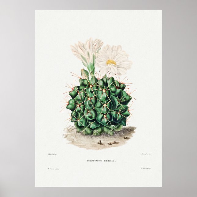 Vintage Cactus Illustration Poster (Front)