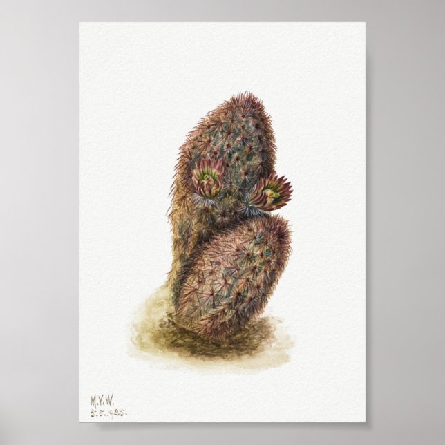Vintage Cactus Illustration Poster (Front)