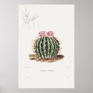 Vintage Cactus Illustration Poster