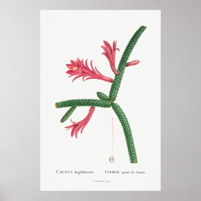 Vintage Cactus Illustration Poster (Front)