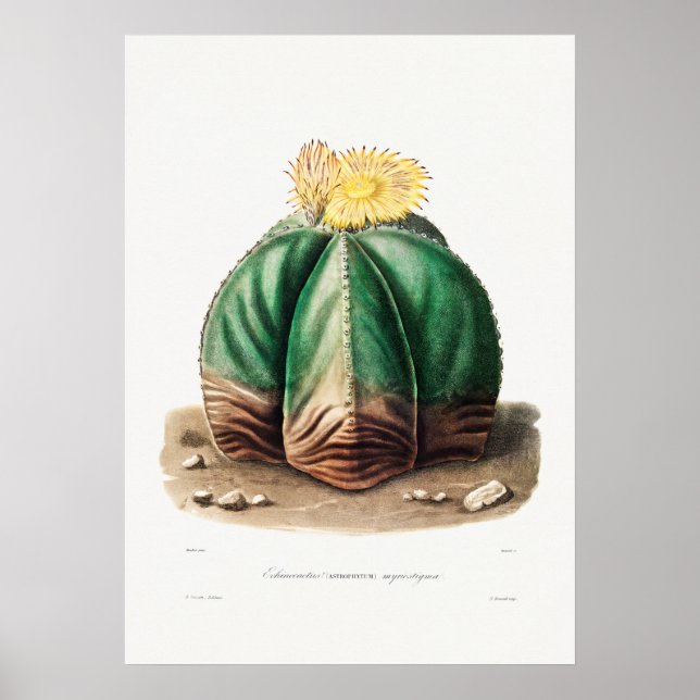 Vintage Cactus Illustration Poster (Front)