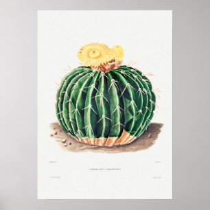 Vintage Cactus Illustration Poster