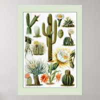 Vintage Cactus Scientific Illustration