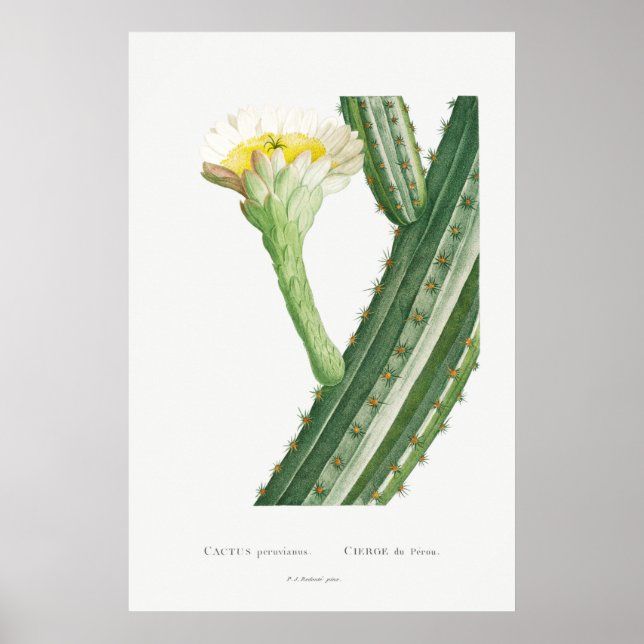 Vintage Cactus/Succulent Illustration Poster (Front)