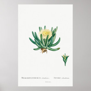 Vintage Cactus/Succulent Illustration Poster