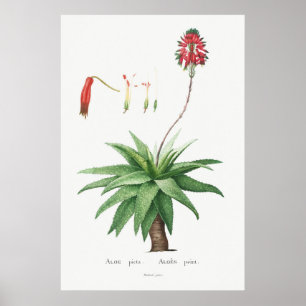 Vintage Cactus/Succulent Illustration Poster