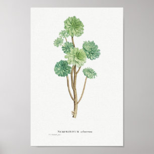 Vintage Cactus/Succulent Illustration Poster