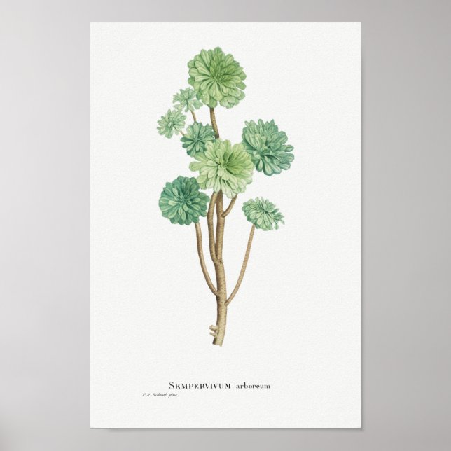Vintage Cactus/Succulent Illustration Poster (Front)