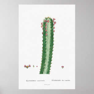 Vintage Cactus/Succulent Illustration Poster