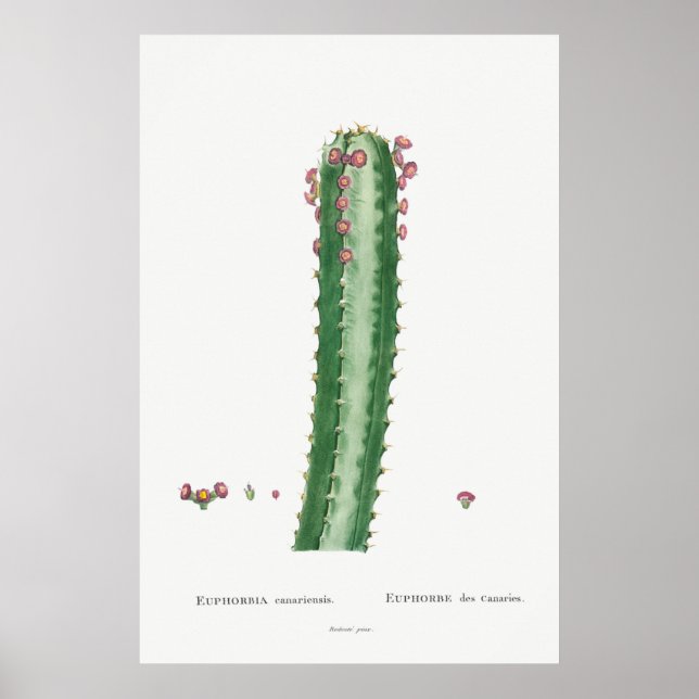 Vintage Cactus/Succulent Illustration Poster (Front)