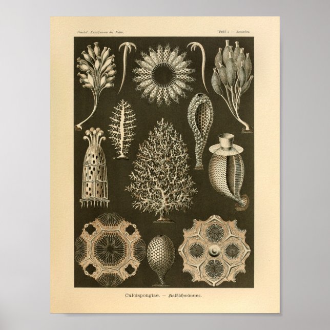 Vintage Calcispongiae Colour Ernst Haeckel Print (Front)