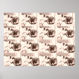 Vintage Calico Cat Poster