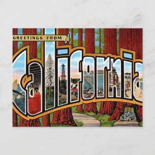 Vintage California Redwoods Postcard