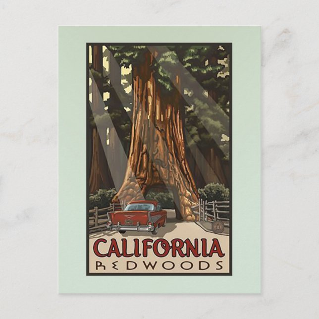 Vintage California Redwoods Travel Postcard (Front)